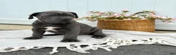 Cane Corso dogs for sale: Bruno - Ad 11