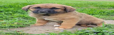 Jan