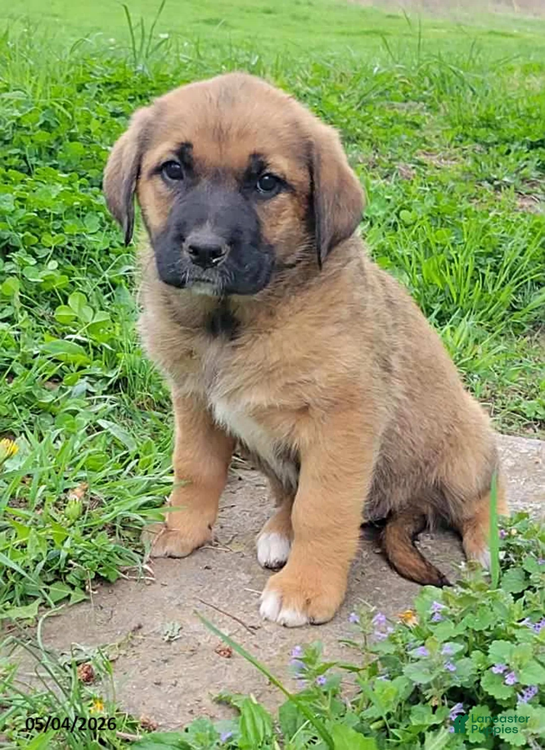 Mixed Breed dogs for sale: Jan - Ad 1