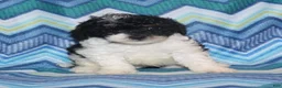 Miniature Poodle dogs for sale: Reserved Harlee’s Bk&W male - Ad 9