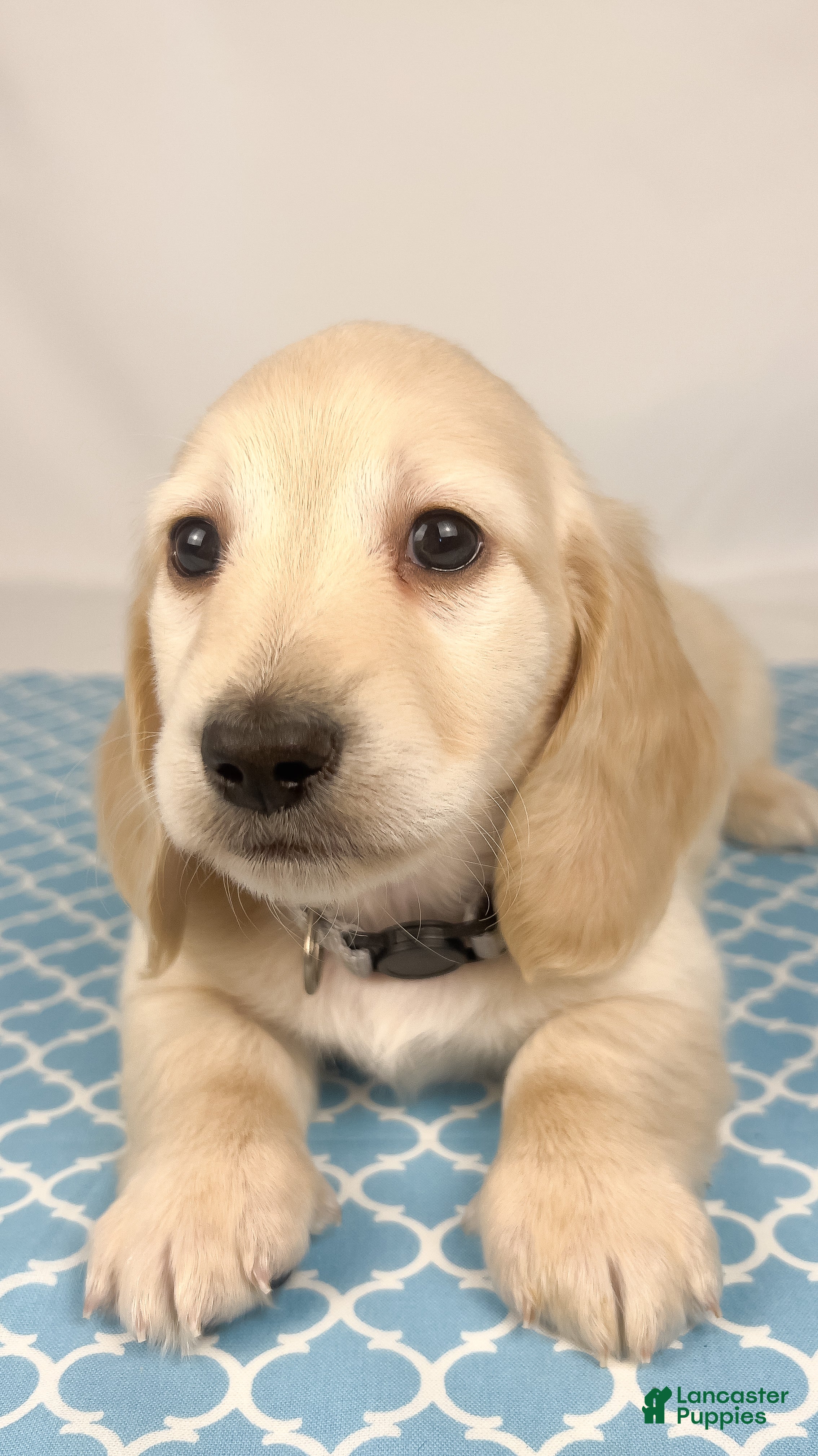 Miniature Dachshund dogs Parmesan - Ad 2