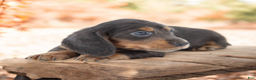 Miniature Dachshund dogs for sale: Fate/Fame M3 - Ad 2