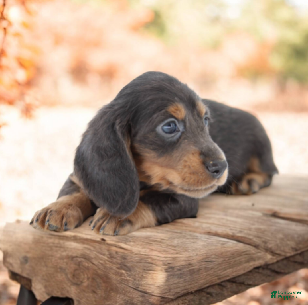 Miniature Dachshund dogs for sale: Fate/Fame M3 - Ad 2