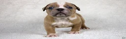 American Bully dogs for sale: Fawn Female (1 white foot) - Ad 13