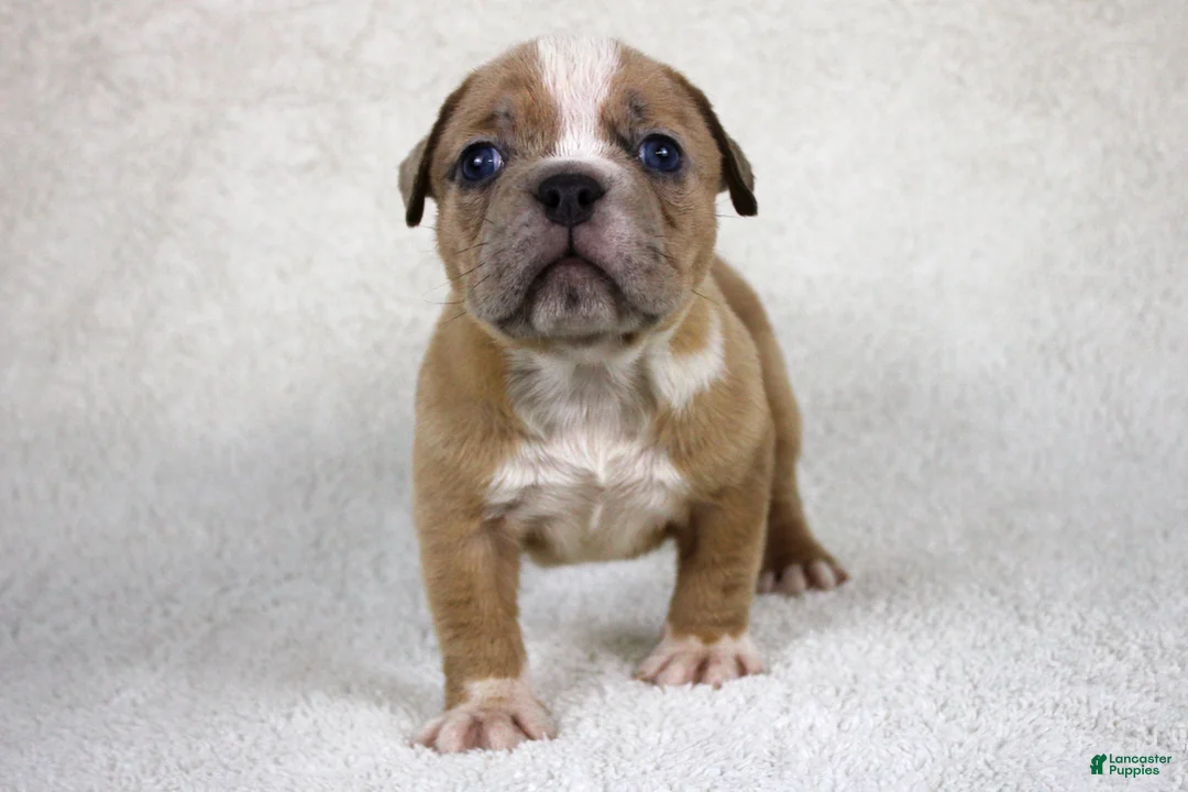 American Bully dogs for sale: Fawn Female (1 white foot) - Ad 13