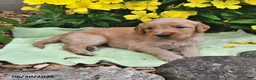 Goldendoodle dogs for sale: Taffy - Ad 2