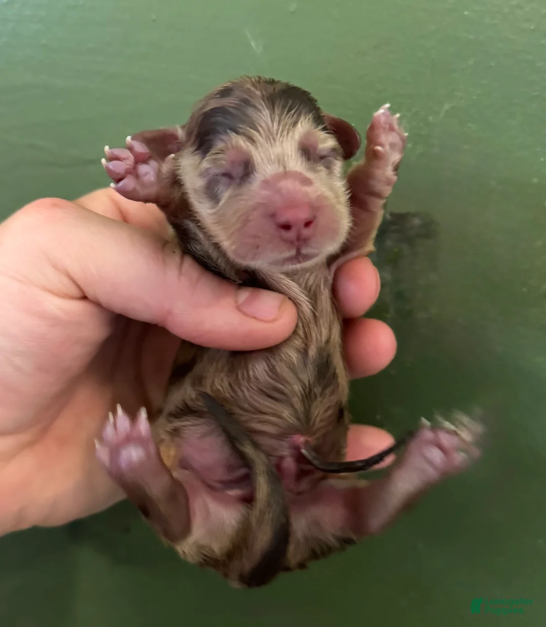 Miniature Dachshund dogs for sale: Russian AKC dapple - Ad 2