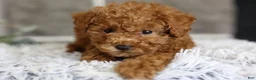 Toy Poodle dogs for sale: Quince - Ad 10