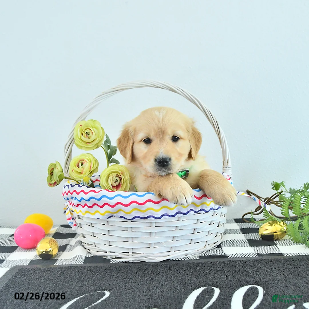 Golden Retriever dogs for sale: Alex - Ad 2