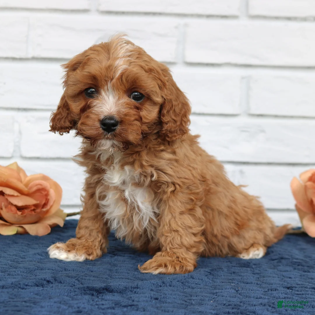 Cavapoo dogs for sale: Atlas  - Ad 1