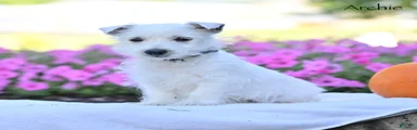 Archie