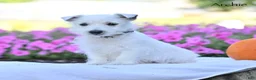West Highland Terrier dogs for sale: Archie - Ad 1