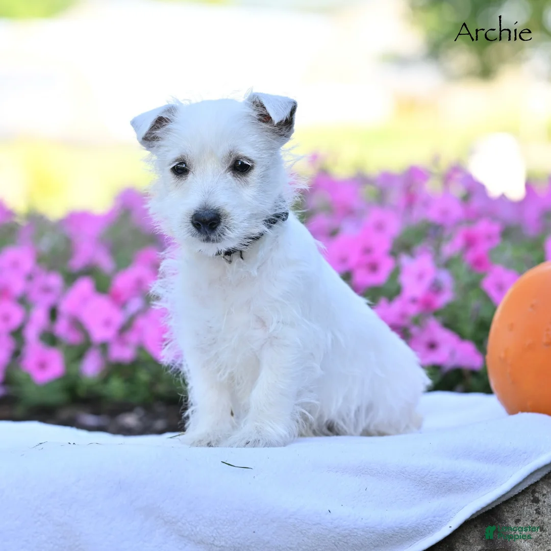 West Highland Terrier dogs for sale: Archie - Ad 1