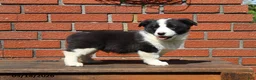 Mixed Breed dogs for sale: Cody - Ad 6