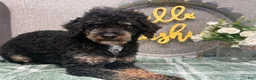 Miniature Poodle dogs for sale: Tanner - Ad 6