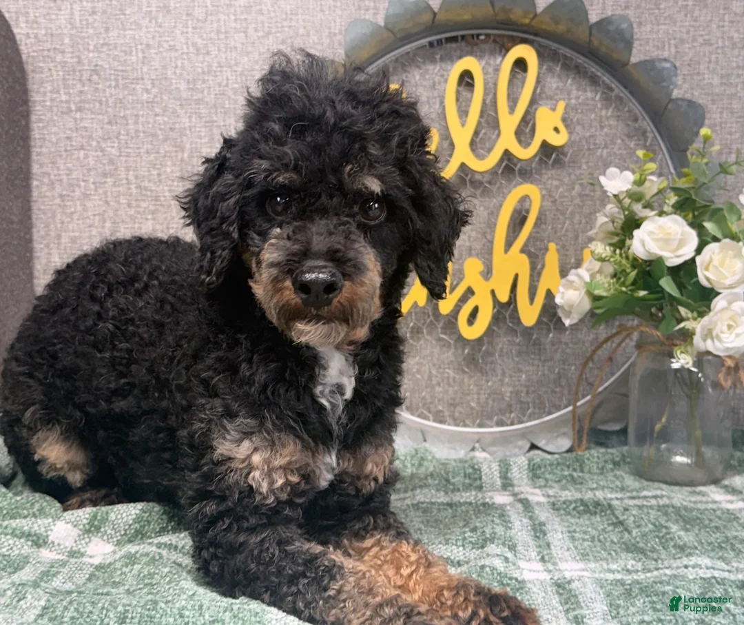 Miniature Poodle dogs for sale: Tanner - Ad 6
