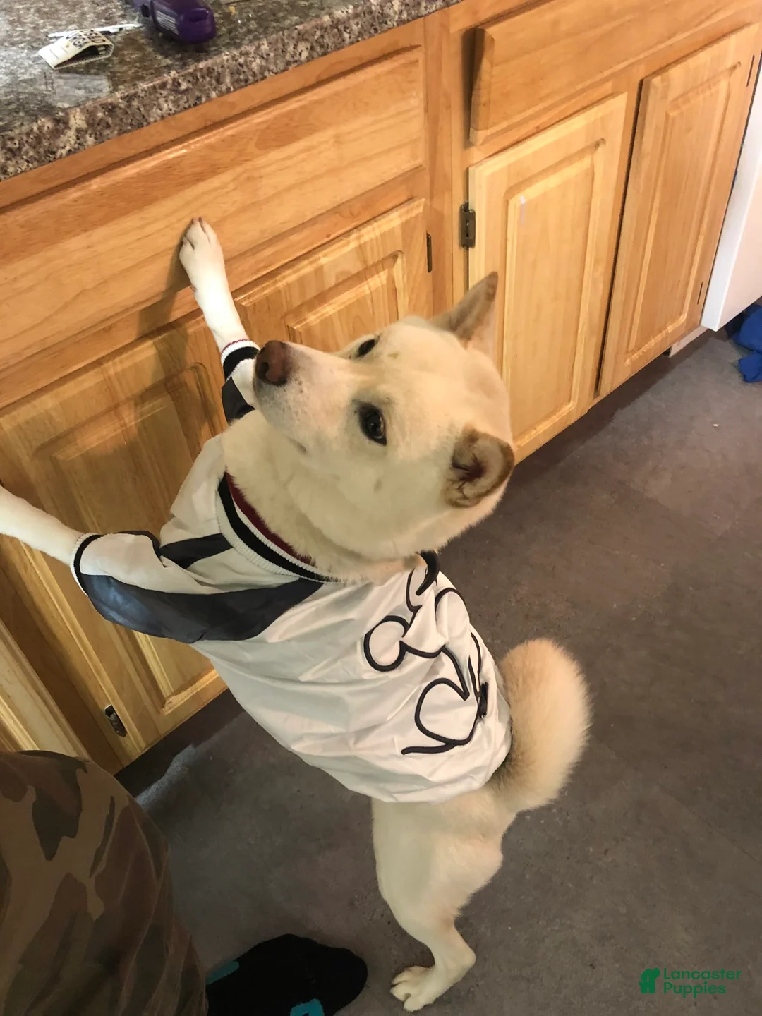 Gallery Image {{count}}