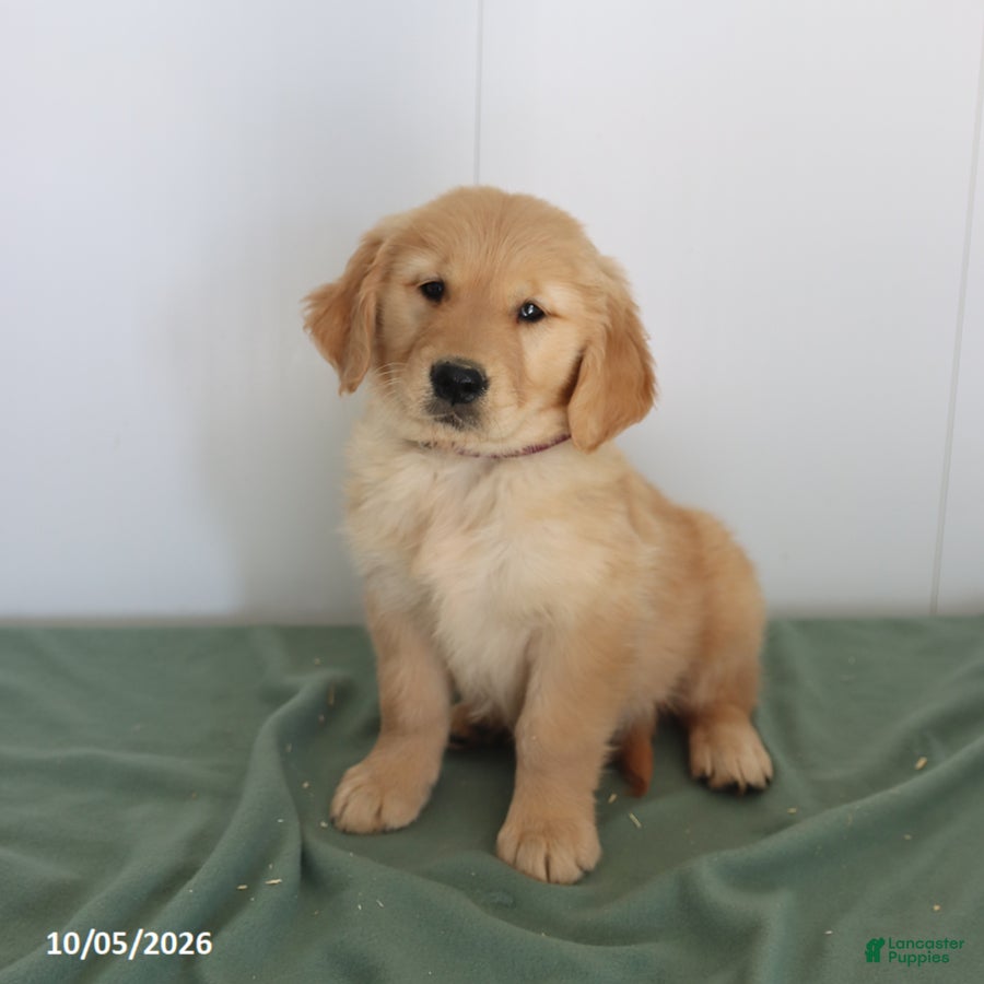 Golden Retriever dogs Dolly - Ad 1