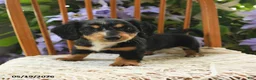 Miniature Dachshund dogs for sale: Millie - Ad 4