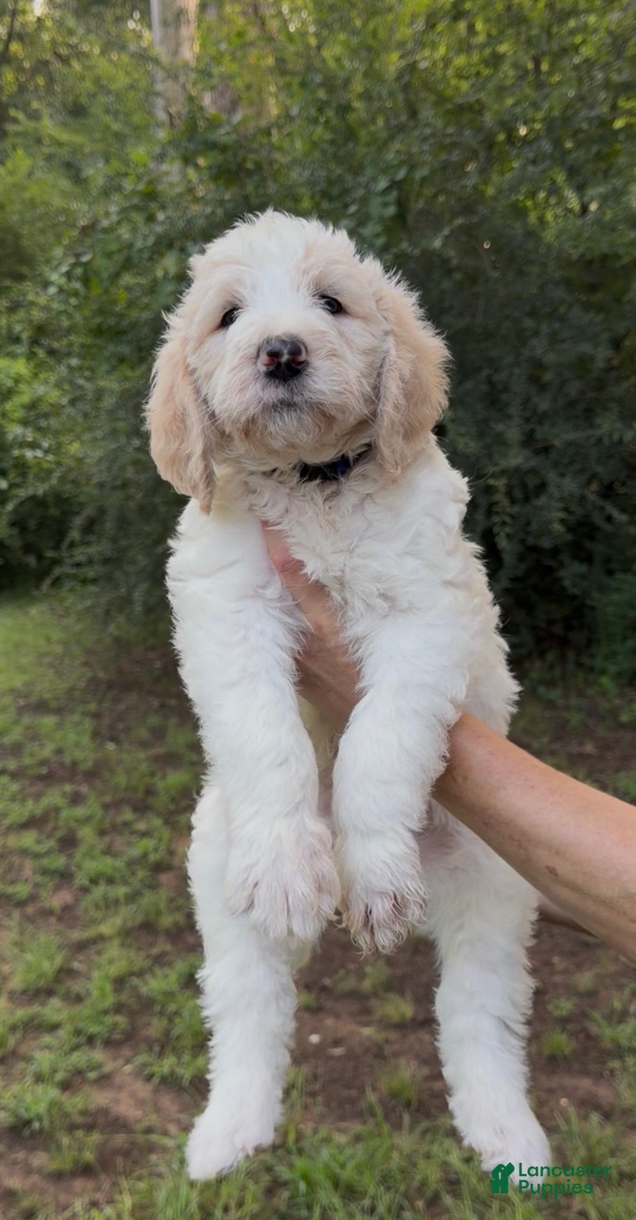 Mixed Breed dogs Max Golden Italiano Spinoni doodle-double doodle - Ad 38