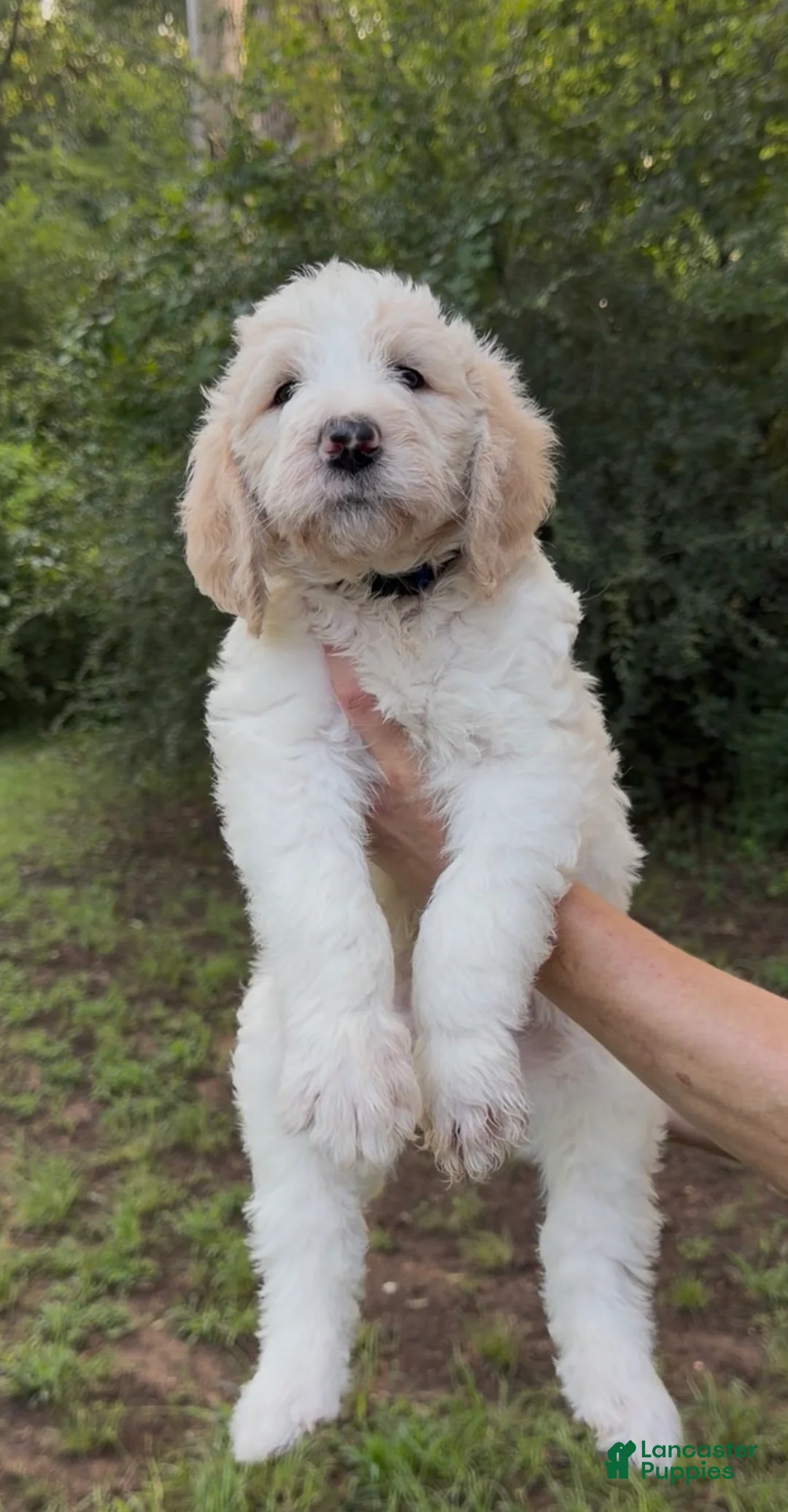 Mixed Breed dogs for sale: Max Golden Italiano Spinoni doodle-double doodle - Ad 1