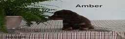 Miniature Dachshund dogs for sale: Amber - Ad 3