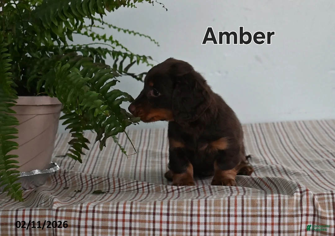 Miniature Dachshund dogs for sale: Amber - Ad 3