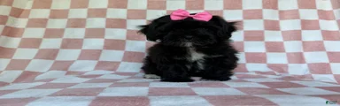 Zoey 