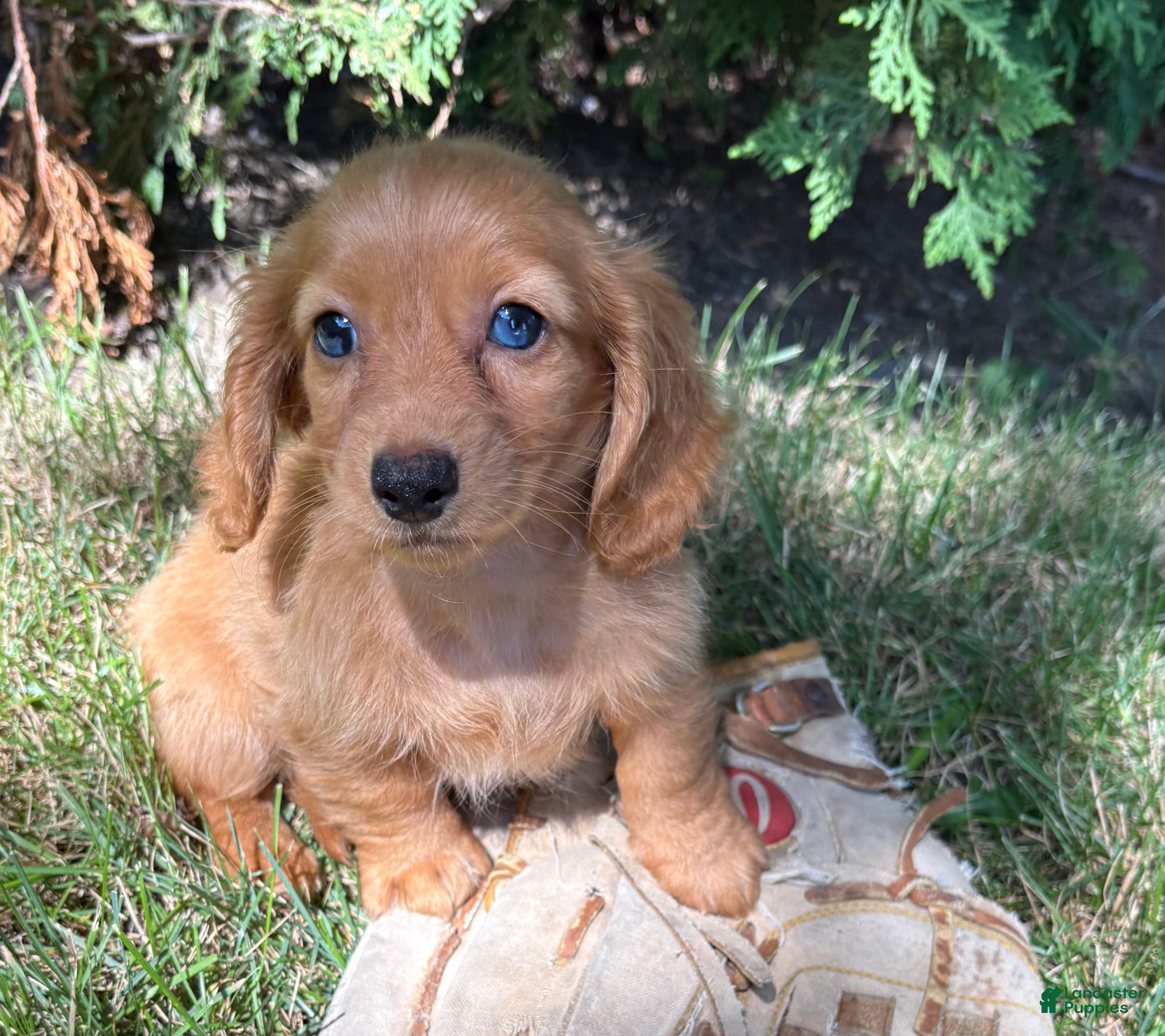 Dachshund dogs Pippa - Ad 2