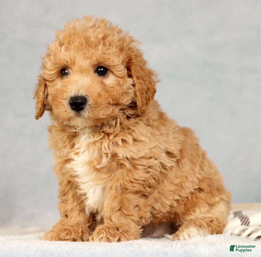 Bichpoo dogs for sale: Chief - Ad 6