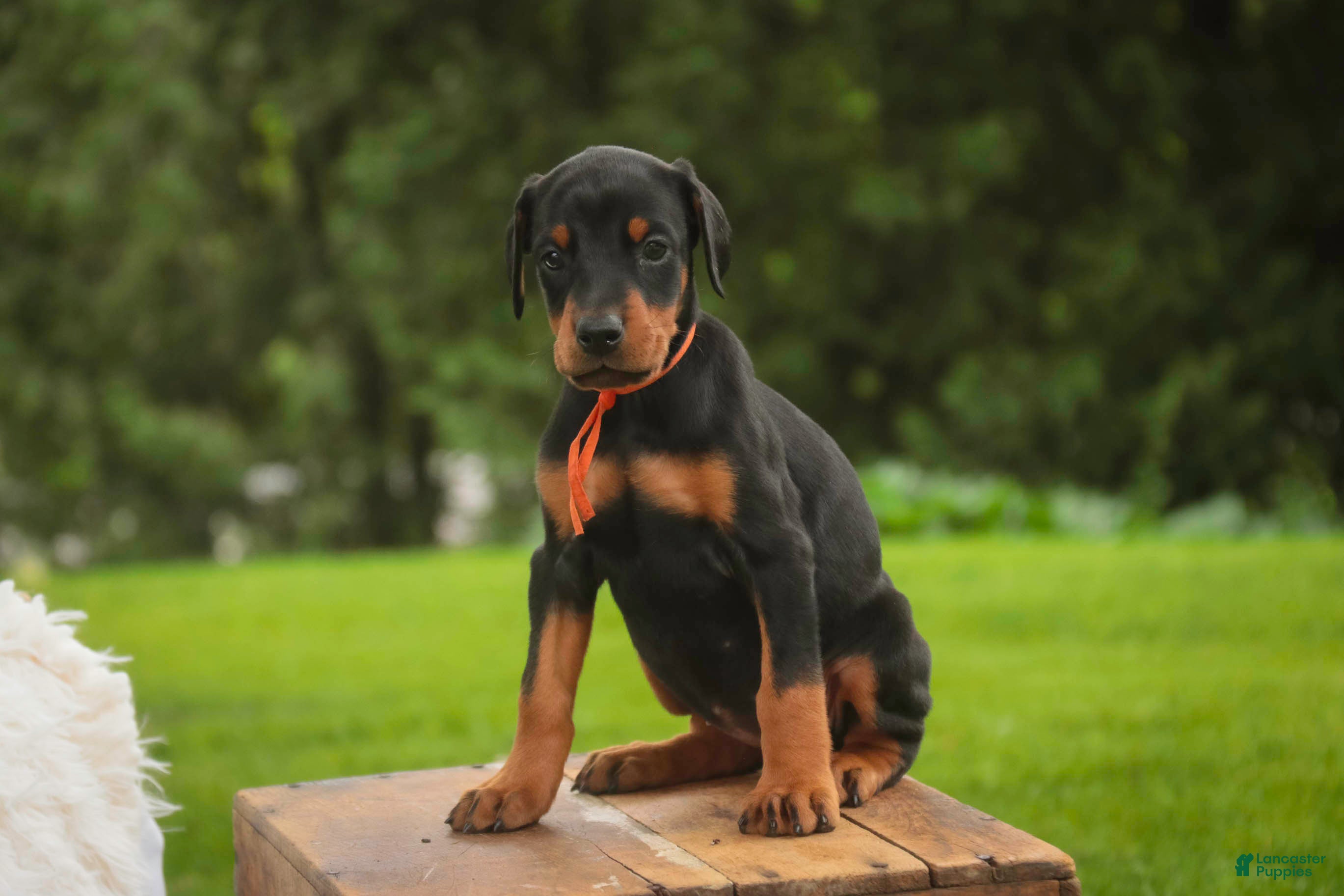 Doberman Pinscher dogs for sale: Isadora - Ad 3