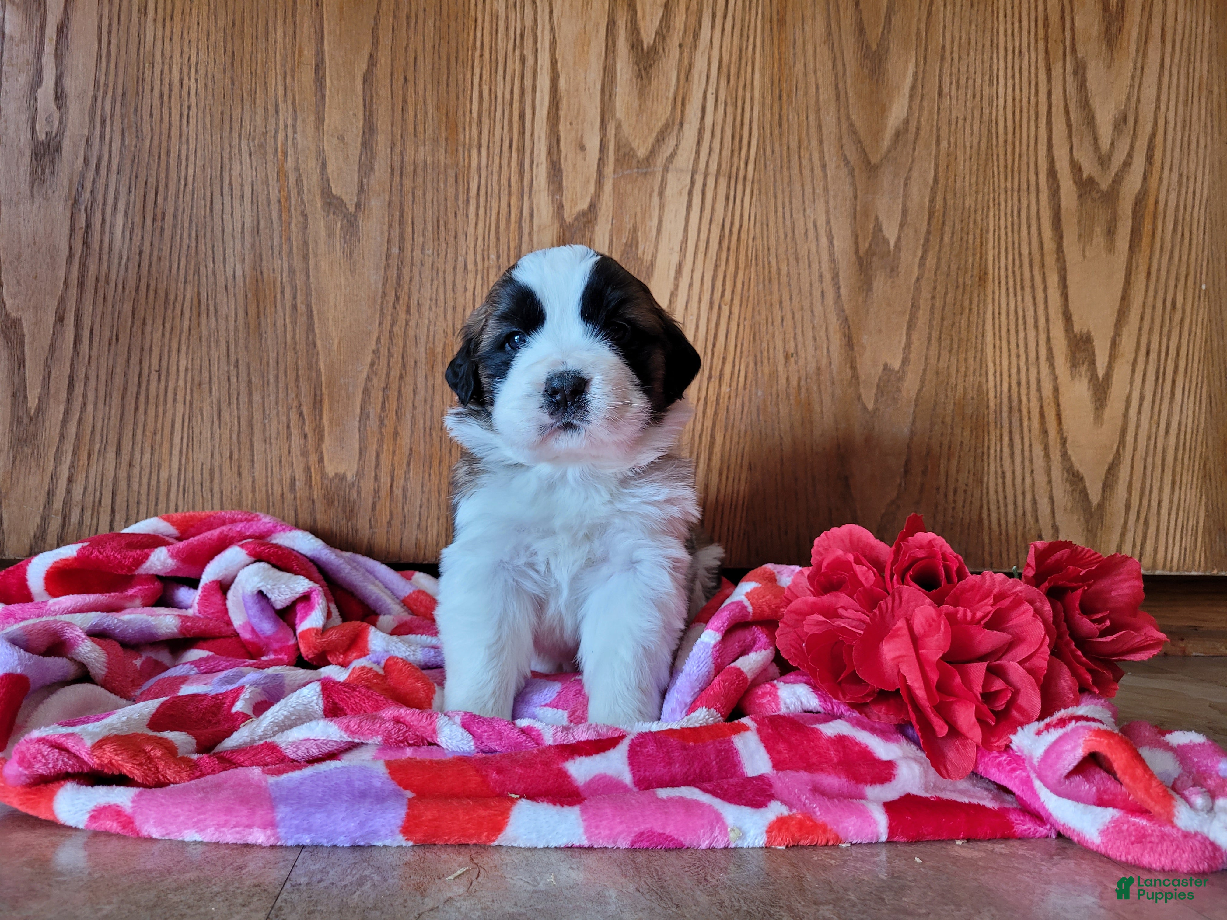 Saint Bernard dogs Luna - Ad 9