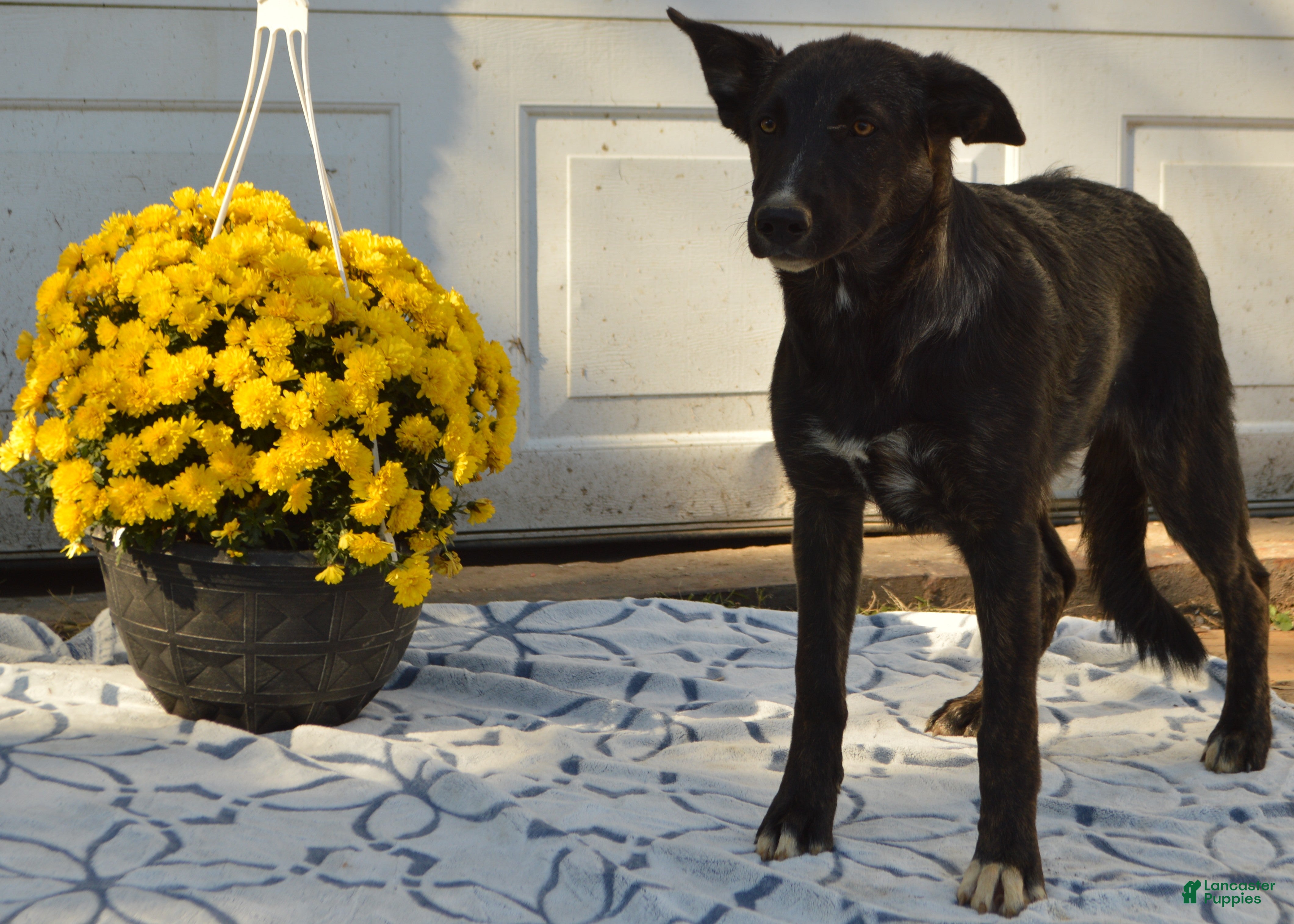 Mixed Breed dogs Allie - Ad 40