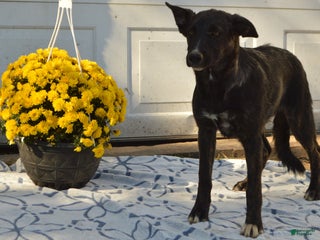 Mixed Breed dogs Allie - Ad 38