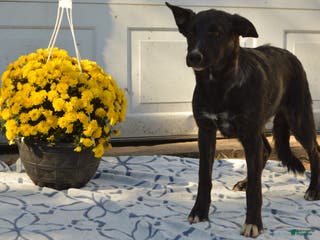 Mixed Breed dogs Allie - Ad 36