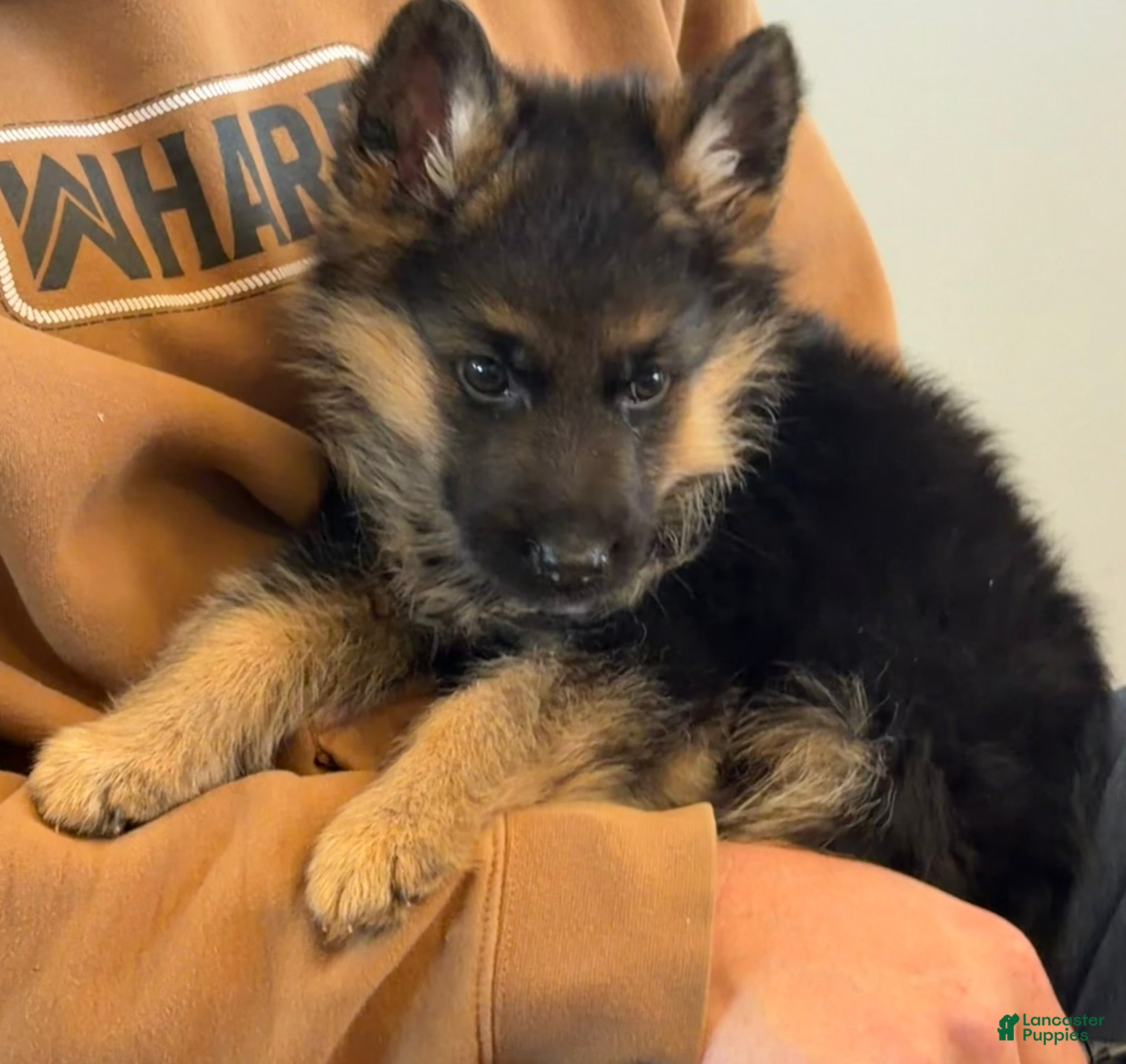 German Shepherd dogs Zeus - Ad 1