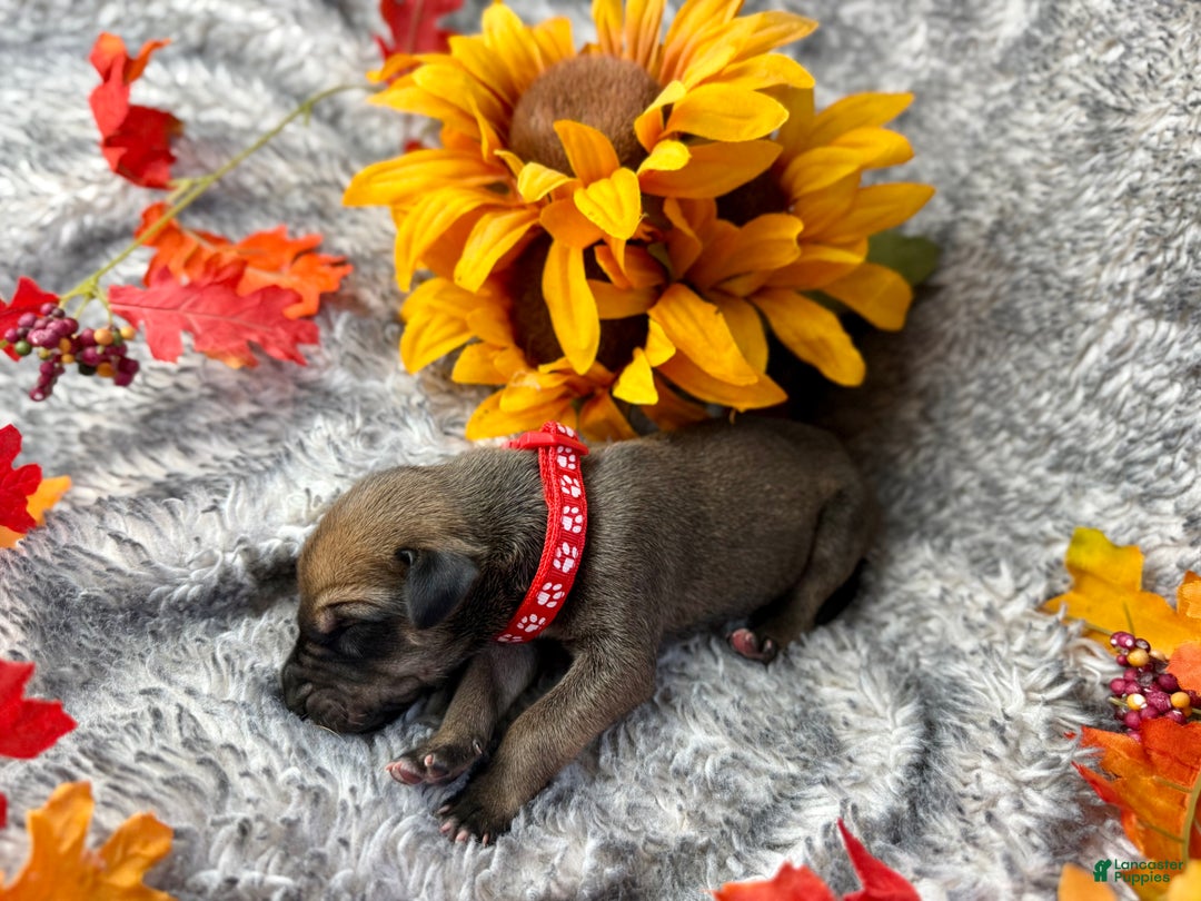 Great Dane dogs for sale: Professor Snape - Ad 6