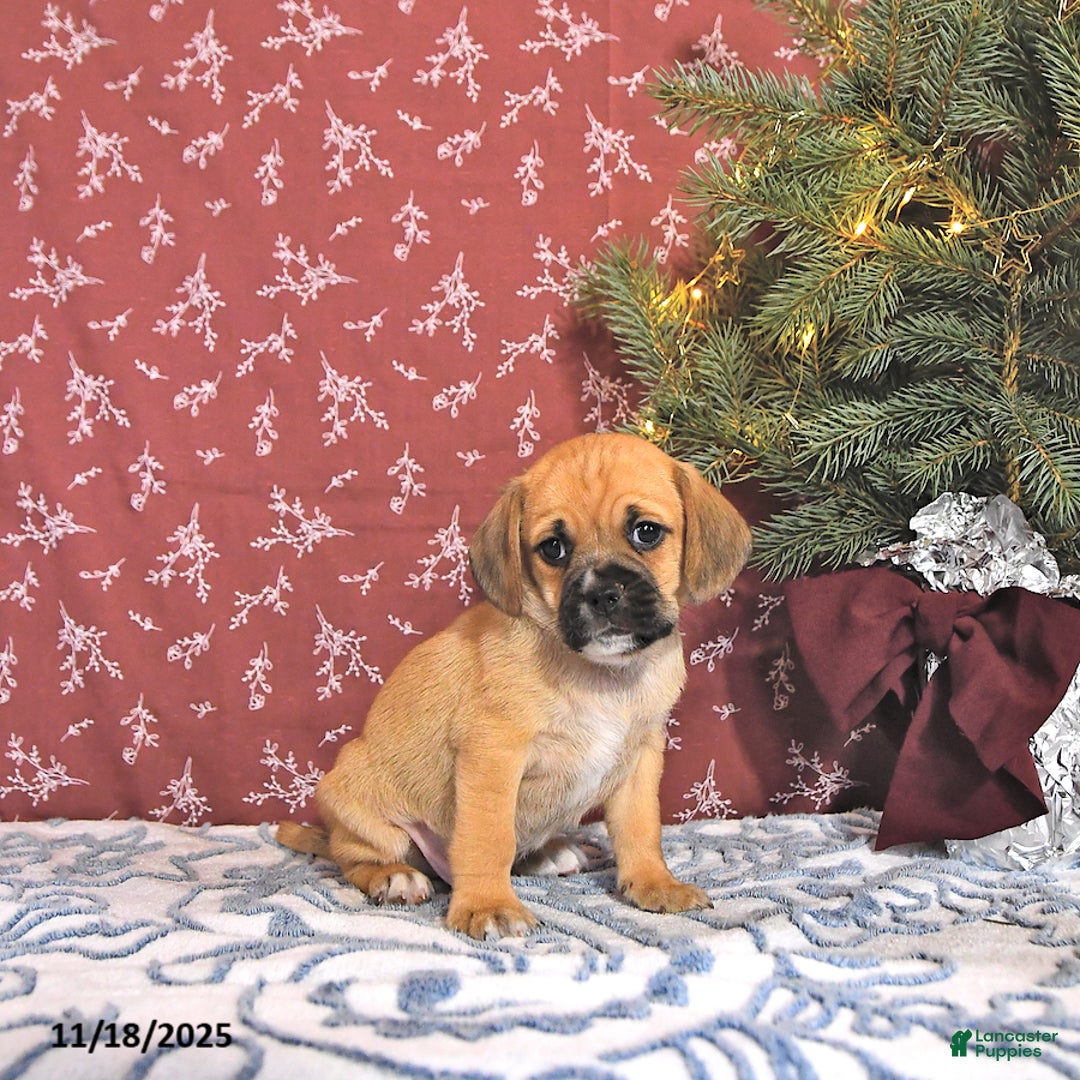 Puggle dogs for sale: Joey - Ad 4