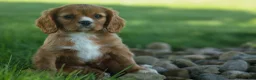 Cavalier King Charles Spaniel dogs for sale: Fletcher 🐶💙 - Ad 3