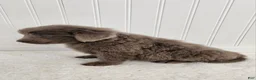 Newfoundland dogs for sale: AKC Evie - Ad 6
