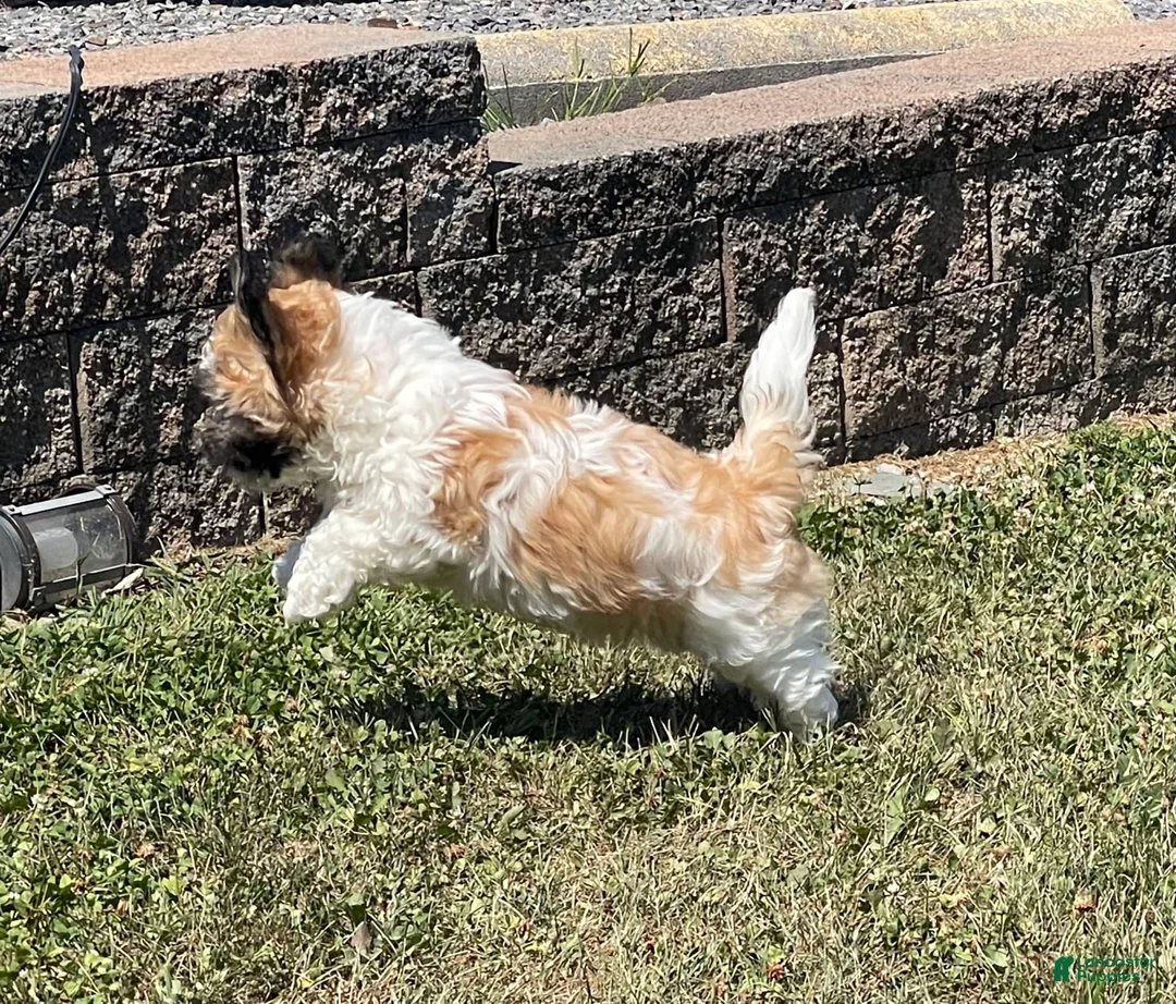 Teddy Bear dogs for sale: Adam - Ad 14