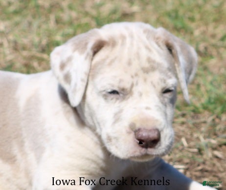 Great Dane dogs Hercules - Ad 1