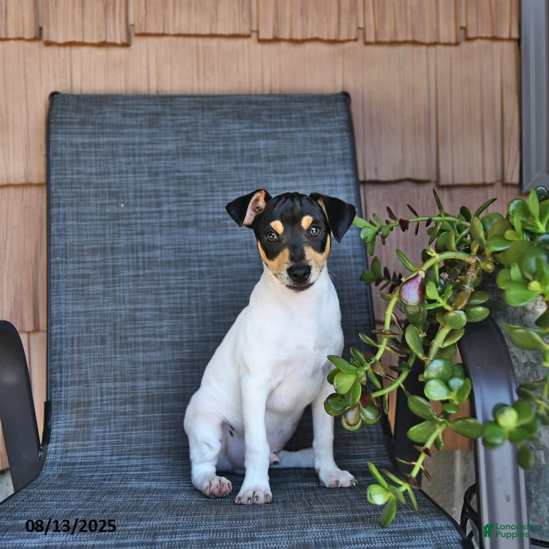 Rat Terrier Rescue Toy Fox Terrier Puppy For Sale Rat Terrier