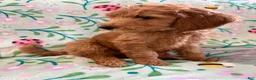 Goldendoodle dogs for sale: Starry - Ad 4