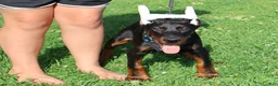 Doberman Pinscher dogs for sale: Doberman Pinscher 1 - Ad 27