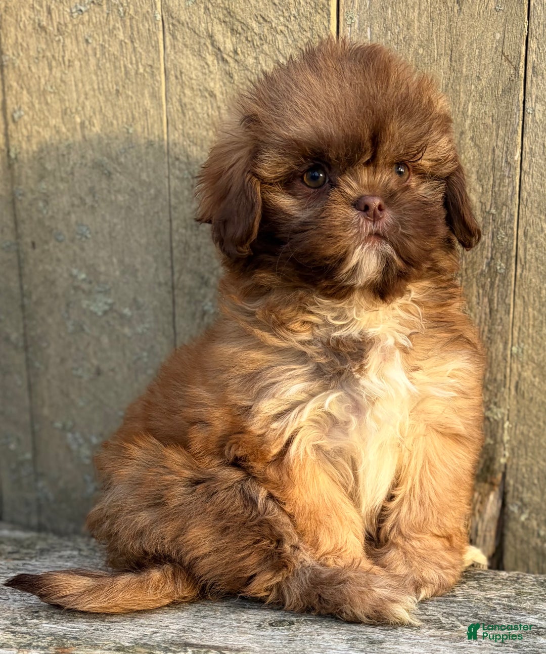 Shih Tzu dogs for sale: 💗 IN BOSTON MASSACHUSETTS AREA 💗 PUREBRED CHOCOLATE SHIH TZU 💗 ESTIMATED ADULT SIZE 10-12 LBS 💗 - Ad 8