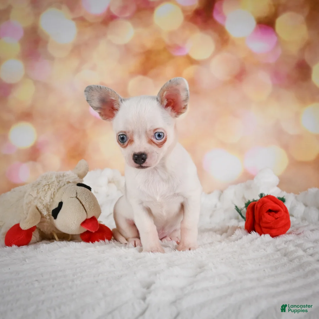Chihuahua dogs for sale: Bena - Ad 2