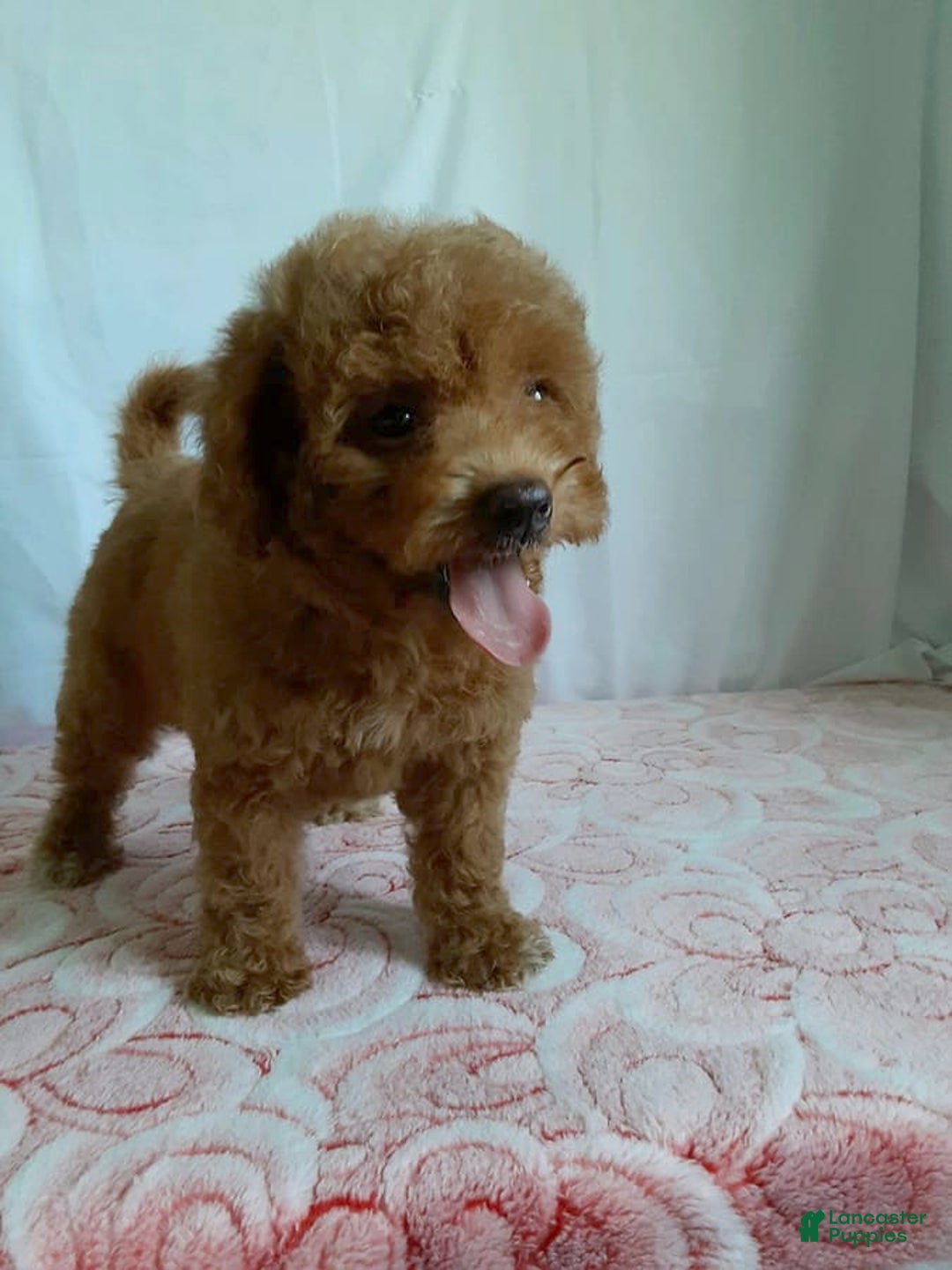 Gallery Image {{count}}