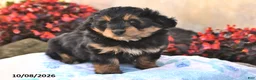 Mini Aussiedoodle dogs for sale: Sweetie - Ad 4