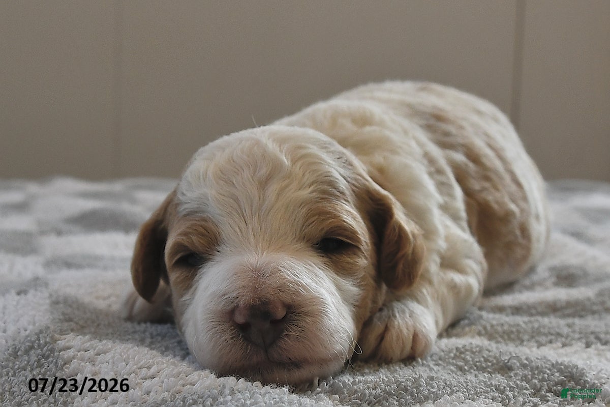 Mini Goldendoodle dogs Leo - Ad 2